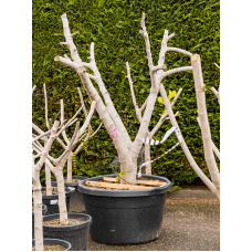 Ficus carica