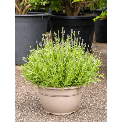 Растение горшечное Лаванда/Lavandula angustifolia 'Hidcote'