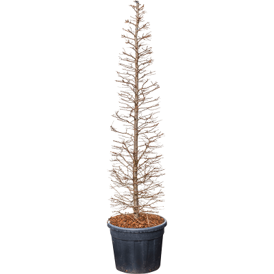 Растение горшечное Лиственница/Larix kaempferi