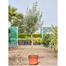 Olea europaea (200-250)