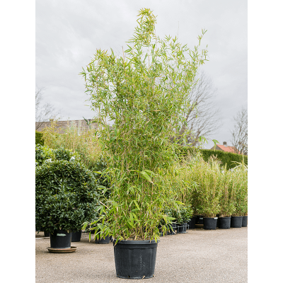 Растение горшечное Бамбук/Phyllostachys aurea