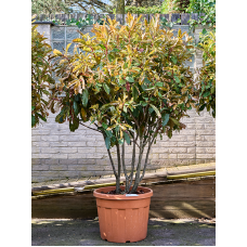 Photinia serratifolia 'Crunchy' (180-220)