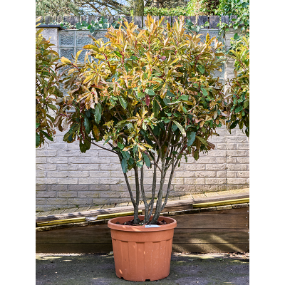 Растение горшечное Фотиния/Photinia serratifolia 'Crunchy' (180-220)