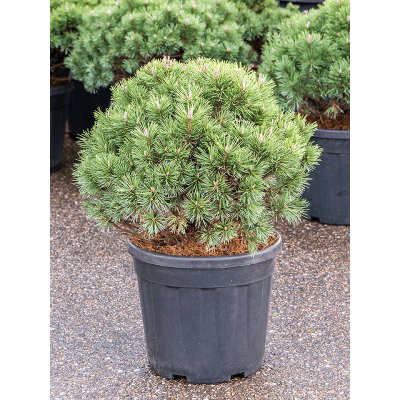 Растение горшечное Сосна/Pinus mugo 'Mops'
