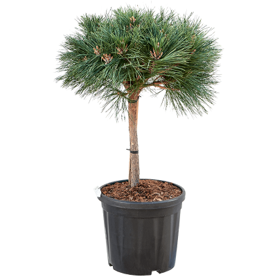 Растение горшечное Сосна/Pinus nigra 'Brepo'