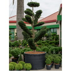 Taxus baccata 'Dovostonia'