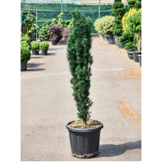 Taxus baccata 'Fastigiata Robusta'