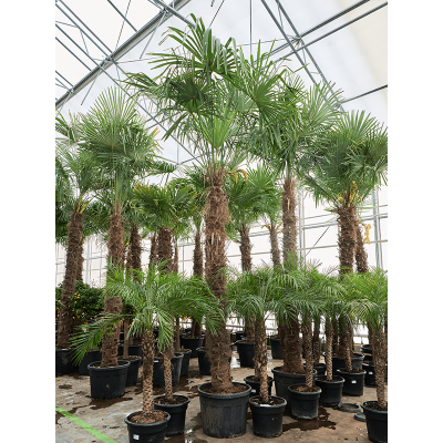 Растение горшечное Трахикарпус/Trachycarpus fortunei (300-350)