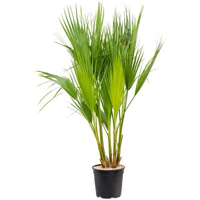 Растение горшечное Вашингтония/Washingtonia filifera
