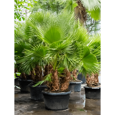Растение горшечное Вашингтония/Washingtonia robusta
