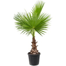 Washingtonia robusta