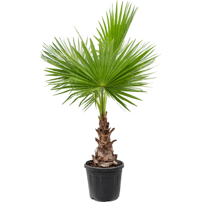 Растение горшечное Вашингтония/Washingtonia robusta