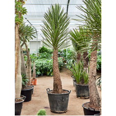 Yucca filifera