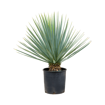 Растение горшечное Юкка/Yucca rigida