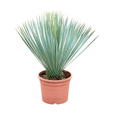 Yucca rostrata (60-70)