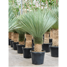 Yucca rostrata (150-180)