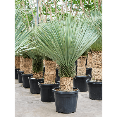 Растение горшечное Юкка/Yucca rostrata (150-180)