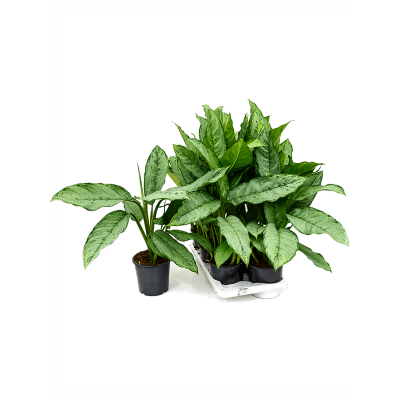 Растение горшечное Аглаонема/Aglaonema 'Freedman' 6/tray