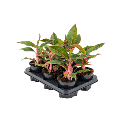 Растение горшечное /Aglaonema 'Jungle Red' 6/tray