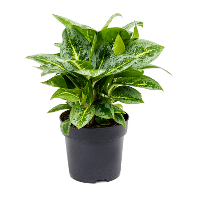 Растение горшечное Аглаонема/Aglaonema 'Lemon Mint'