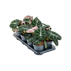 Alocasia 'Black Velvet' 8/tray