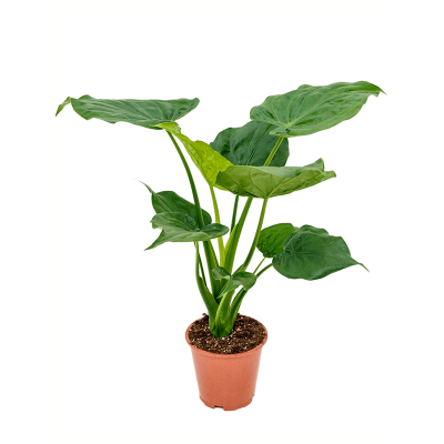 Растение горшечное Алоказия/Alocasia cucullata