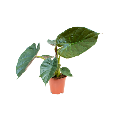 Растение горшечное Алоказия/Alocasia wentii