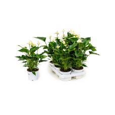 Anthurium andraeanum 'White Champion' 6/tray
