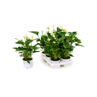 Растение горшечное Антуриум/Anthurium andraeanum 'White Champion' 6/tray