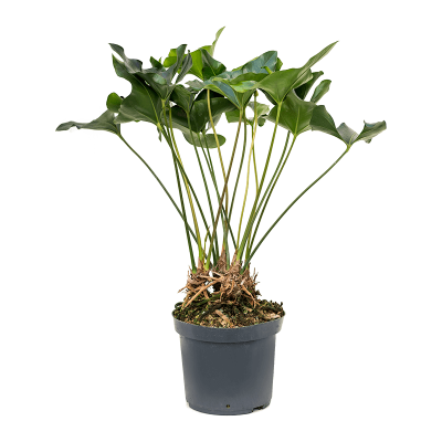 Растение горшечное Антуриум/Anthurium 'Arrow'