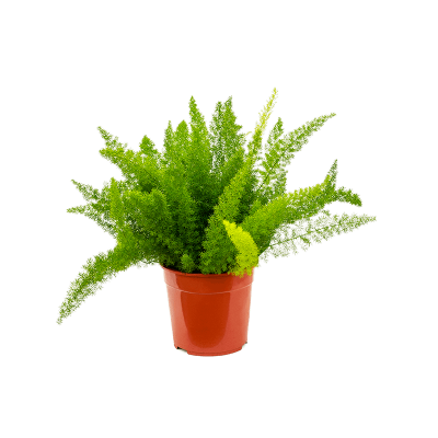 Растение горшечное Аспарагус/Asparagus densiflorus 'Meyers'