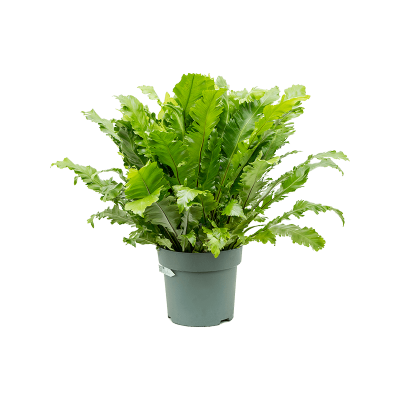 Растение горшечное Асплениум/Asplenium 'Green Miracle'