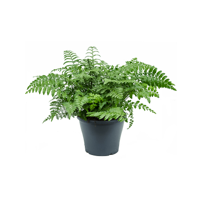 Растение горшечное Асплениум/Asplenium dimorphum 'Parvati'