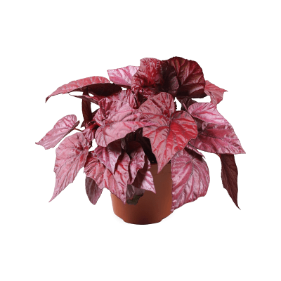 Растение горшечное Бегония/Begonia 'Inca Flame' 6/tray
