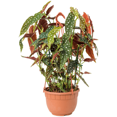 Растение горшечное Бегония/Begonia 'Maculata'