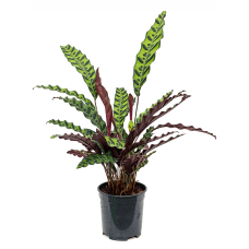 Calathea insignis