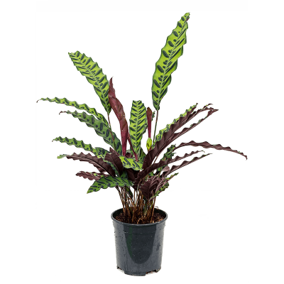 Растение горшечное Калатея/Calathea insignis