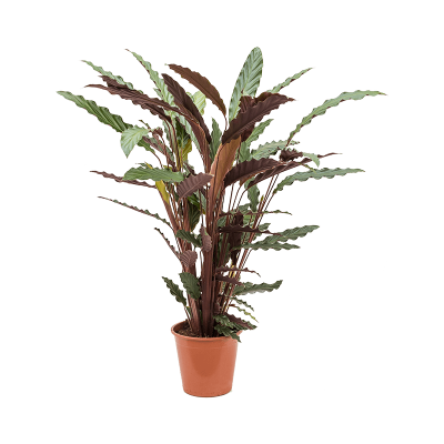 Растение горшечное Калатея/Calathea rufibarba 'Wavestar'