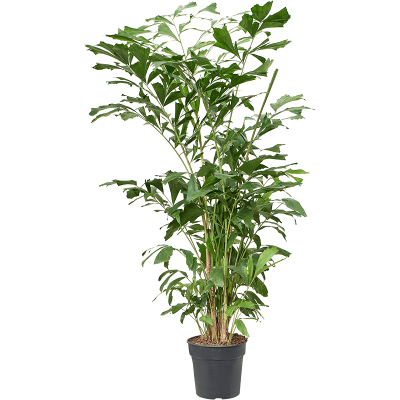 Растение горшечное Кариота/Caryota mitis (160-180)