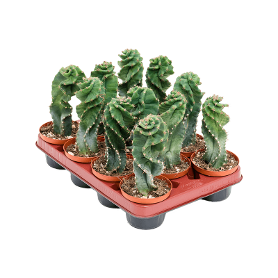 Растение горшечное Цереус/Cereus jamacaru 'Spiralis' 11/tray