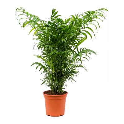 Растение горшечное Хамедорея/Chamaedorea elegans
