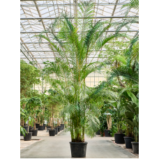 Dypsis (Areca) lutescens