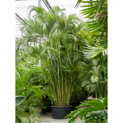 Растение горшечное Арека/Dypsis (Areca) lutescens