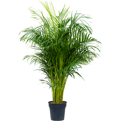 Растение горшечное Дипсис/Dypsis (Areca) lutescens