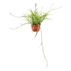 Chlorophytum comosum 'Ocean'