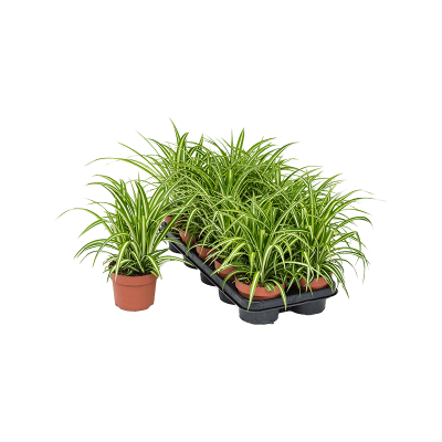 Растение горшечное Хлорофитум/Chlorophytum comosum 'Variegatum' 10/tray