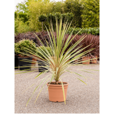 Cordyline australis 'Dazzler'