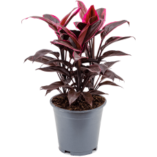 Cordyline fruticosa 'Mambo'