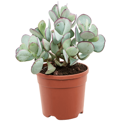 Растение горшечное Котиледон/Cotyledon orbiculata