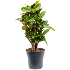 Croton (Codiaeum) variegatum 'Petra'